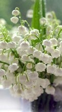Télécharger une image Plantes,Fleurs,Drops,Muguet pour le portable gratuitement.
