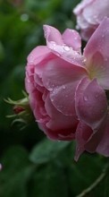 Télécharger une image 320x480 Plantes,Fleurs,Roses,Drops pour le portable gratuitement.