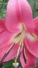 Télécharger une image 1280x800 Plantes,Fleurs,Lilies,Drops pour le portable gratuitement.