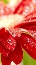 Plantes,Fleurs,Eau,Drops pour Acer Liquid E1