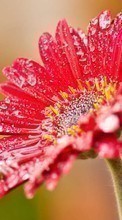 Télécharger une image Plantes,Fleurs,Drops pour le portable gratuitement.