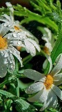 Télécharger une image Plantes,Fleurs,Camomille,Drops pour le portable gratuitement.