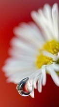 Télécharger une image Fleurs,Camomille,Drops,Plantes pour le portable gratuitement.