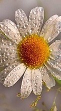 Télécharger une image Camomille,Drops,Plantes,Fleurs pour le portable gratuitement.