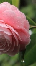 Télécharger une image Plantes,Fleurs,Roses,Drops pour le portable gratuitement.