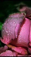 Télécharger une image Plantes,Fleurs,Roses,Drops pour le portable gratuitement.