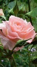 Télécharger une image Fleurs,Roses,Drops,Plantes pour le portable gratuitement.