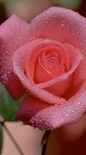 Télécharger une image Fleurs,Drops,Plantes,Roses pour le portable gratuitement.
