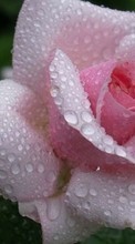 Télécharger une image Fleurs,Drops,Plantes,Roses pour le portable gratuitement.