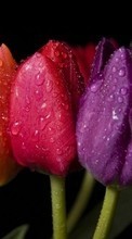 Télécharger une image 1024x768 Plantes,Fleurs,Tulipes,Drops pour le portable gratuitement.
