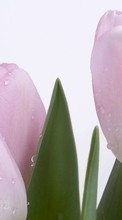 Télécharger une image Drops,Plantes,Fleurs,Tulipes pour le portable gratuitement.