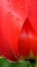 Télécharger une image 360x640 Plantes,Fleurs,Tulipes,Drops pour le portable gratuitement.