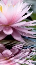 Télécharger une image Plantes,Fleurs,Eau,Drops pour le portable gratuitement.