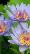 Télécharger une image 320x480 Plantes,Fleurs,Nénuphars pour le portable gratuitement.