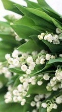 Télécharger une image Fleurs,Muguet,Plantes pour le portable gratuitement.