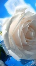 Plantes,Fleurs,Roses,Glace pour HTC One M9 Plus