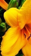 Télécharger une image 800x480 Plantes,Fleurs,Lilies pour le portable gratuitement.