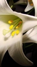 Télécharger une image 800x480 Plantes,Fleurs,Lilies pour le portable gratuitement.