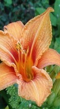 Télécharger une image 320x480 Plantes,Fleurs,Lilies pour le portable gratuitement.