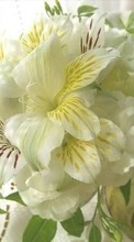 Télécharger une image Plantes,Fleurs,Lilies pour le portable gratuitement.