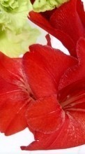 Télécharger une image 320x480 Plantes,Fleurs,Lilies pour le portable gratuitement.