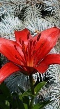 Télécharger une image 360x640 Plantes,Fleurs,Lilies pour le portable gratuitement.