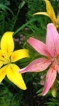 Télécharger une image 128x160 Plantes,Fleurs,Lilies pour le portable gratuitement.