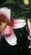 Télécharger une image 720x1280 Plantes,Fleurs,Lilies pour le portable gratuitement.