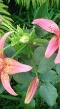 Télécharger une image 360x640 Plantes,Fleurs,Lilies pour le portable gratuitement.