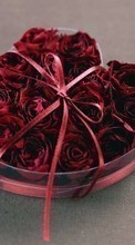 Télécharger une image Roses,Cœurs,Amour,Saint Valentin,Fêtes,Plantes,Fleurs pour le portable gratuitement.