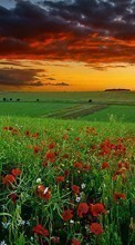 Télécharger une image Plantes,Paysage,Fleurs,Les champs,Sky,Coquelicots pour le portable gratuitement.