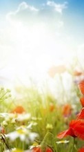 Télécharger une image Plantes,Fleurs,Coquelicots,Sun,Nuages pour le portable gratuitement.