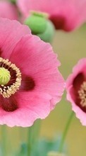 Télécharger une image Fleurs,Coquelicots,Plantes pour le portable gratuitement.