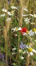 Télécharger une image 1024x768 Plantes,Fleurs,Herbe,Coquelicots,Camomille,Bleuets pour le portable gratuitement.