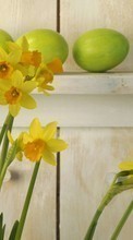 Télécharger une image Plantes,Fleurs,Narcisses pour le portable gratuitement.
