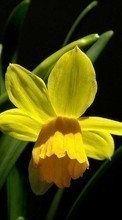 Télécharger une image Fleurs,Narcisses,Plantes pour le portable gratuitement.