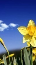 Plantes,Fleurs,Narcisses pour Acer CloudMobile S500