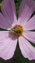 Télécharger une image 320x480 Fleurs,Insectes,Abeilles pour le portable gratuitement.