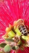 Abeilles,Plantes,Fleurs,Insectes pour Sony Xperia Z2 Tablet