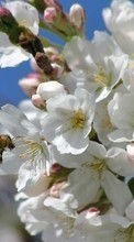 Télécharger une image Fleurs,Insectes,Abeilles,Plantes pour le portable gratuitement.