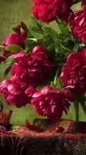 Télécharger une image Plantes,Fleurs,Pivoines,Still life pour le portable gratuitement.