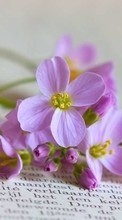 Télécharger une image Plantes,Fleurs,Still life pour le portable gratuitement.