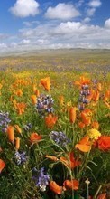 Télécharger une image Plantes,Paysage,Fleurs,Les champs,Sky,Nuages pour le portable gratuitement.