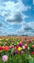 Plantes,Paysage,Fleurs,Les champs,Sky,Tulipes,Nuages pour Lenovo A2010