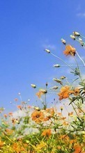 Télécharger une image Plantes,Fleurs,Sky pour le portable gratuitement.