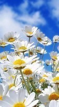 Télécharger une image Fleurs,Sky,Camomille,Plantes pour le portable gratuitement.