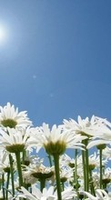 Télécharger une image 240x400 Plantes,Fleurs,Sky,Sun,Camomille pour le portable gratuitement.