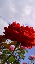 Télécharger une image Plantes,Fleurs,Sky,Roses pour le portable gratuitement.