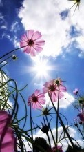 Télécharger une image 240x400 Plantes,Fleurs,Sky,Sun pour le portable gratuitement.