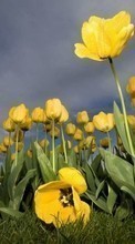 Télécharger une image Plantes,Fleurs,Sky,Tulipes pour le portable gratuitement.
